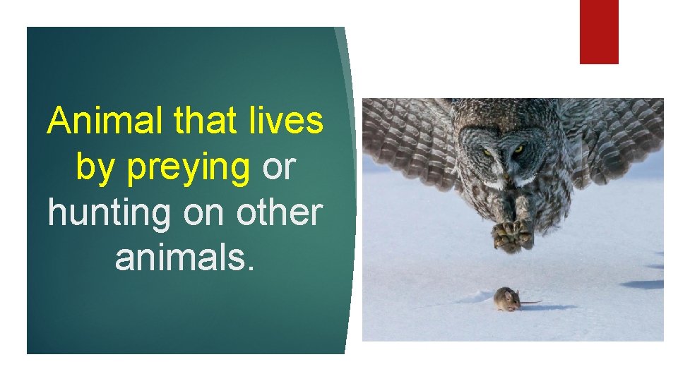 Animal that lives by preying or hunting on other animals. 