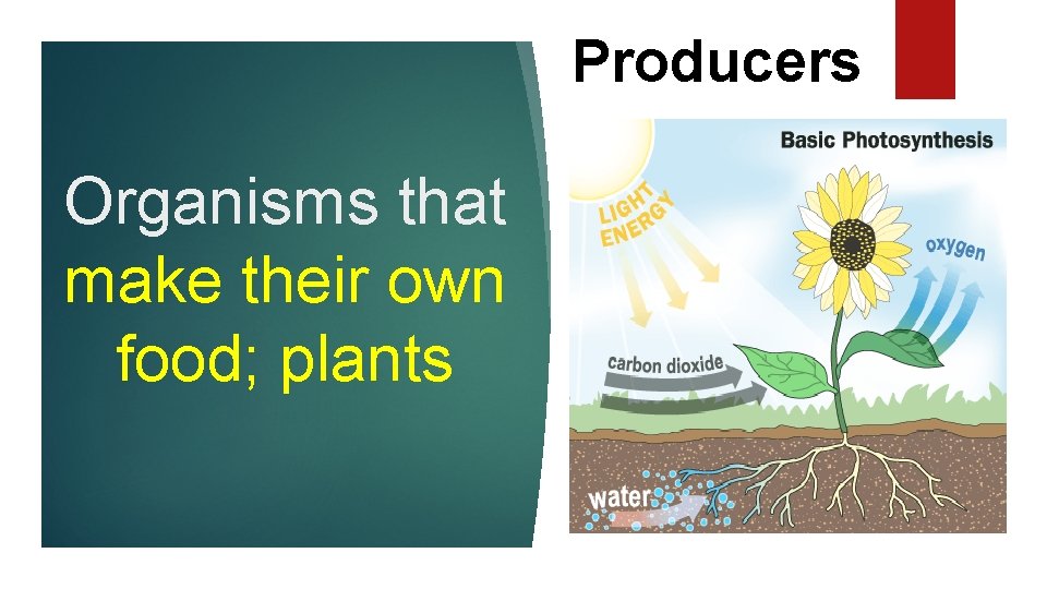 Producers Organisms that make their own food; plants 