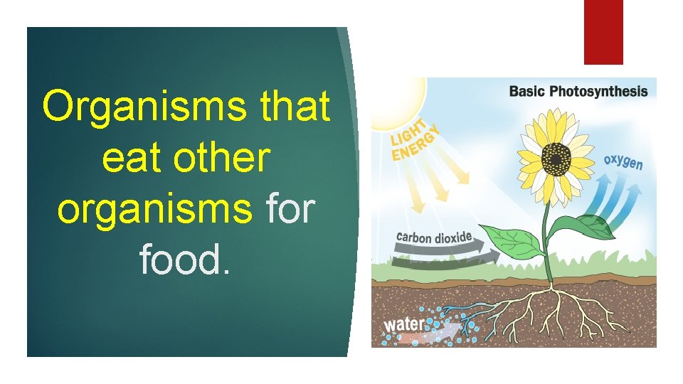 Organisms that eat other organisms for food. 