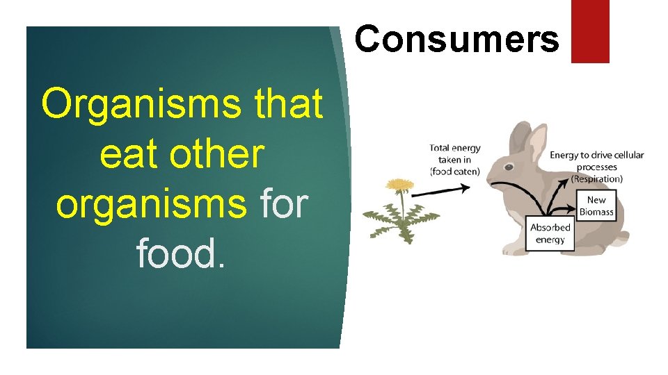 Consumers Organisms that eat other organisms for food. 
