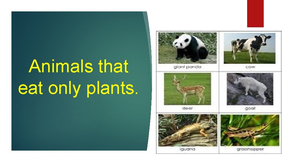 Animals that eat only plants. 