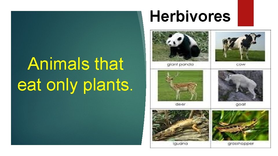 Herbivores Animals that eat only plants. 