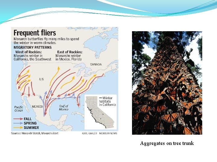 Aggregates on tree trunk 