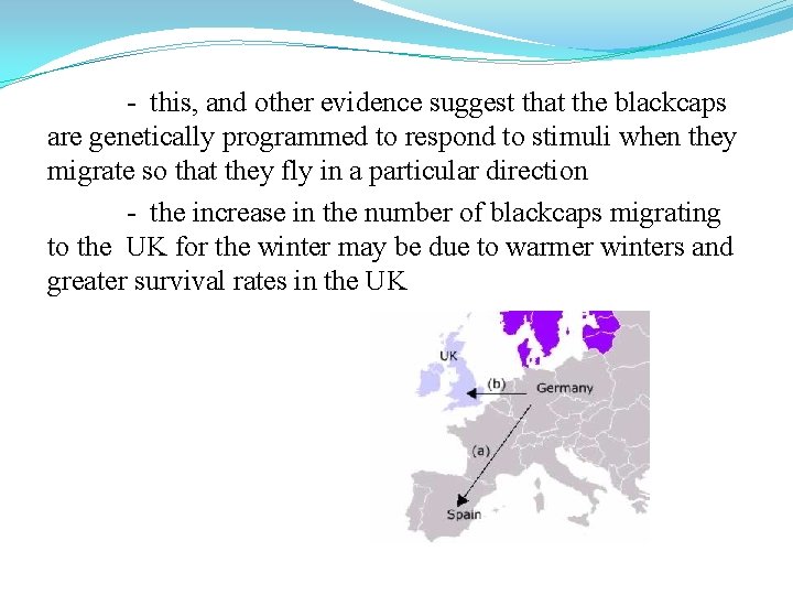 - this, and other evidence suggest that the blackcaps are genetically programmed to respond