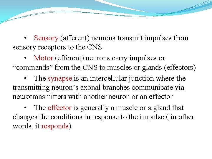  • Sensory (afferent) neurons transmit impulses from sensory receptors to the CNS •