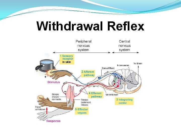 Withdrawal Reflex 