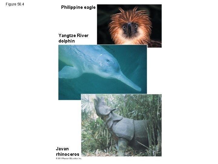 Figure 56. 4 Philippine eagle Yangtze River dolphin Javan rhinoceros 