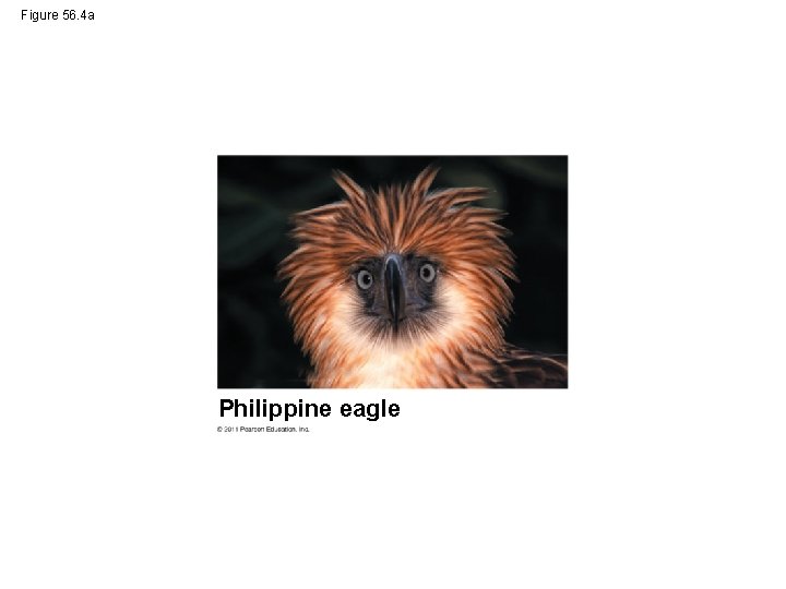 Figure 56. 4 a Philippine eagle 