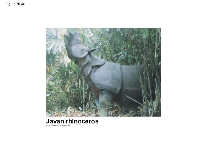 Figure 56. 4 c Javan rhinoceros 