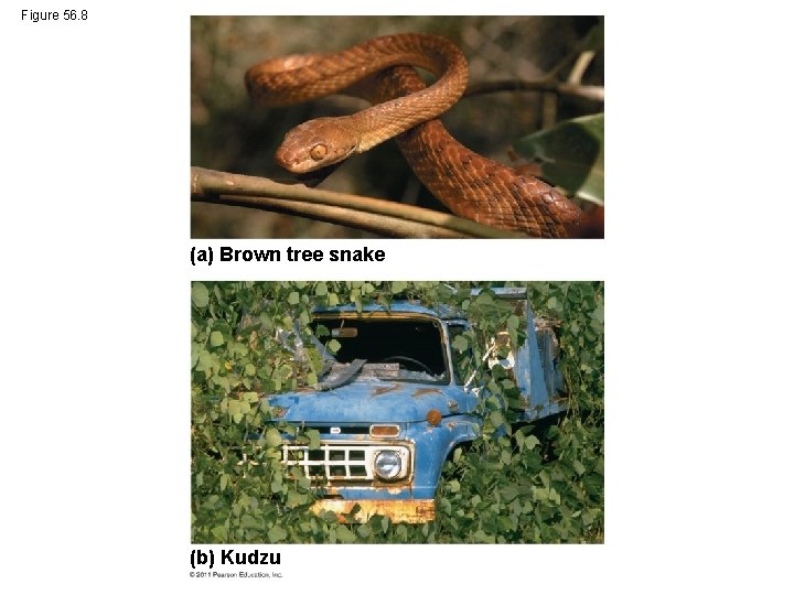 Figure 56. 8 (a) Brown tree snake (b) Kudzu 