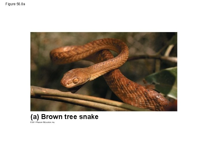 Figure 56. 8 a (a) Brown tree snake 