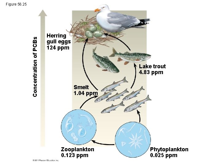 Concentration of PCBs Figure 56. 25 Herring gull eggs 124 ppm Lake trout 4.