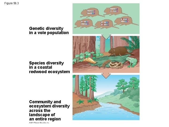 Figure 56. 3 Genetic diversity in a vole population Species diversity in a coastal