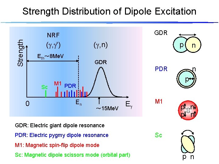 Strength Distribution of Dipole Excitation GDR Strength NRF (g, g') (g, n) Eth～ 8