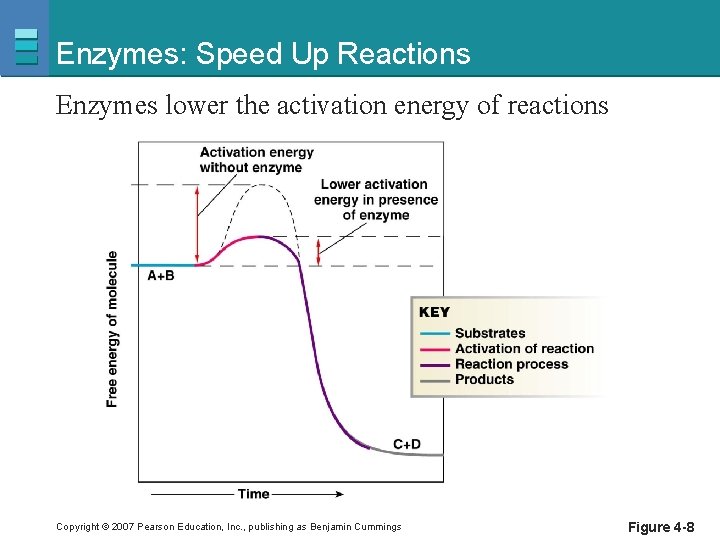 Enzymes: Speed Up Reactions Enzymes lower the activation energy of reactions Copyright © 2007