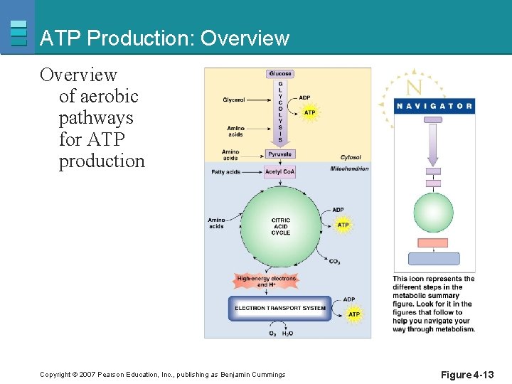ATP Production: Overview of aerobic pathways for ATP production Copyright © 2007 Pearson Education,