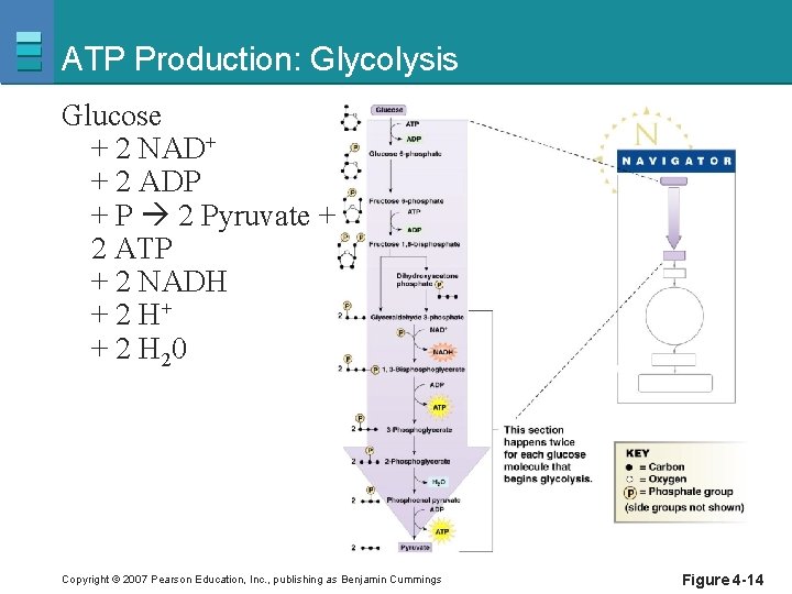 ATP Production: Glycolysis Glucose + 2 NAD+ + 2 ADP + P 2 Pyruvate