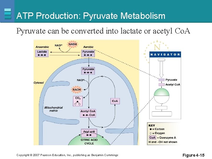 ATP Production: Pyruvate Metabolism Pyruvate can be converted into lactate or acetyl Co. A