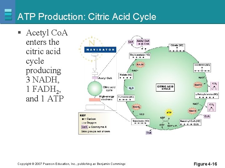 ATP Production: Citric Acid Cycle § Acetyl Co. A enters the citric acid cycle
