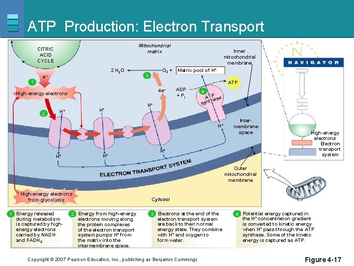 ATP Production: Electron Transport Mitochondrial matrix CITRIC ACID CYCLE 2 H 2 O e–