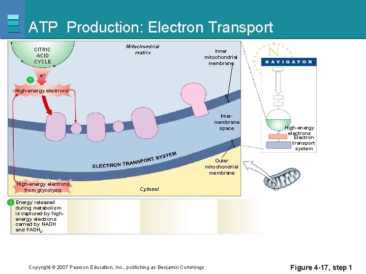 ATP Production: Electron Transport CITRIC ACID CYCLE 1 Mitochondrial matrix Inner mitochondrial membrane e–