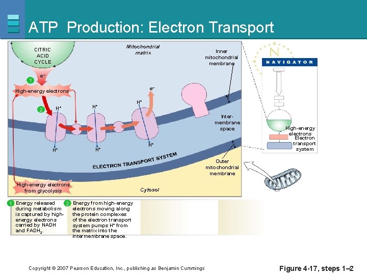 ATP Production: Electron Transport Mitochondrial matrix CITRIC ACID CYCLE 1 Inner mitochondrial membrane e–