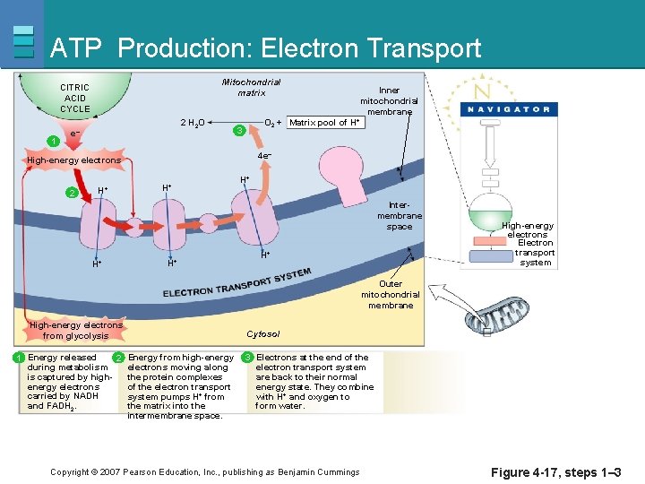 ATP Production: Electron Transport Mitochondrial matrix CITRIC ACID CYCLE 1 2 H 2 O