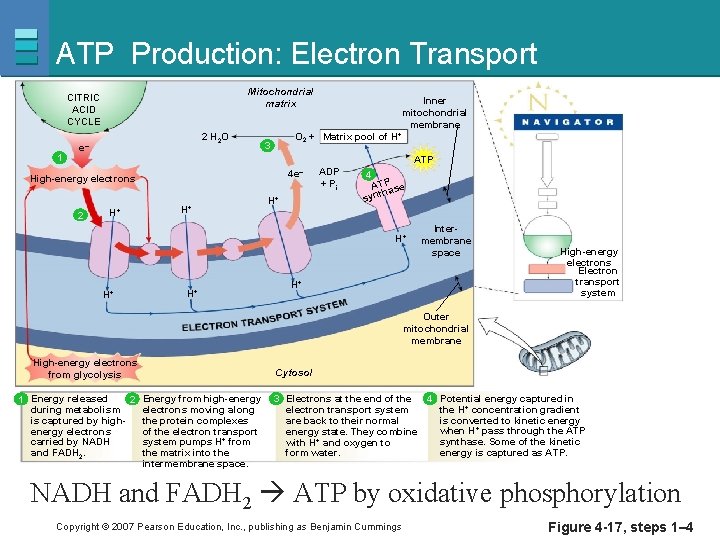 ATP Production: Electron Transport Mitochondrial matrix CITRIC ACID CYCLE 1 2 H 2 O