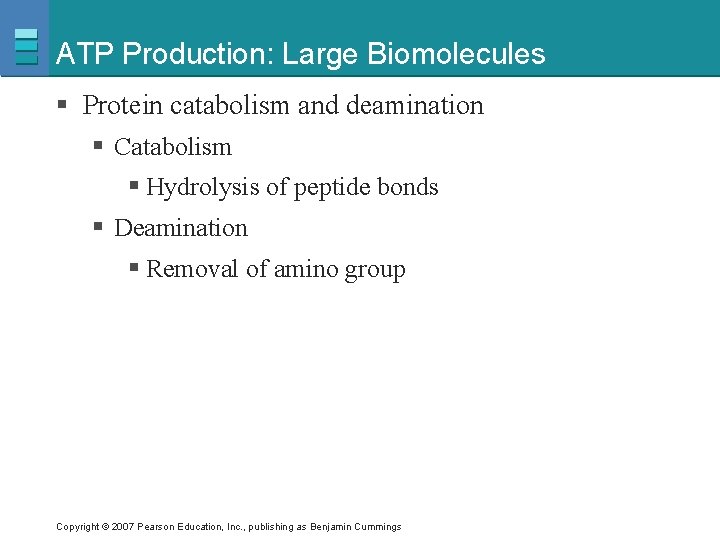 ATP Production: Large Biomolecules § Protein catabolism and deamination § Catabolism § Hydrolysis of