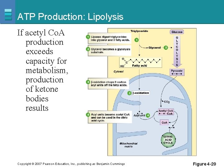 ATP Production: Lipolysis If acetyl Co. A production exceeds capacity for metabolism, production of