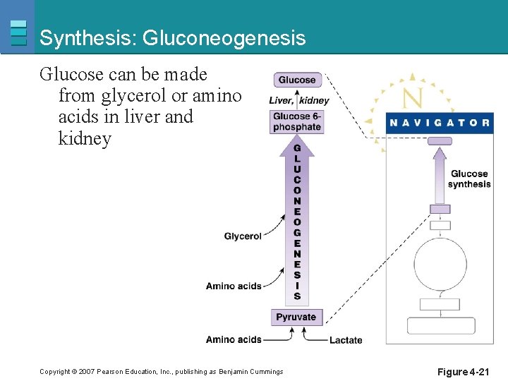 Synthesis: Gluconeogenesis Glucose can be made from glycerol or amino acids in liver and