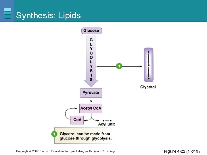 Synthesis: Lipids Copyright © 2007 Pearson Education, Inc. , publishing as Benjamin Cummings Figure