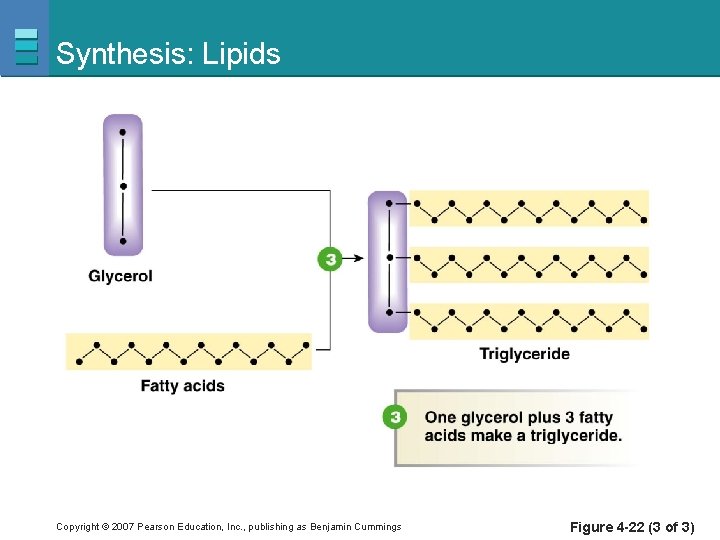 Synthesis: Lipids Copyright © 2007 Pearson Education, Inc. , publishing as Benjamin Cummings Figure