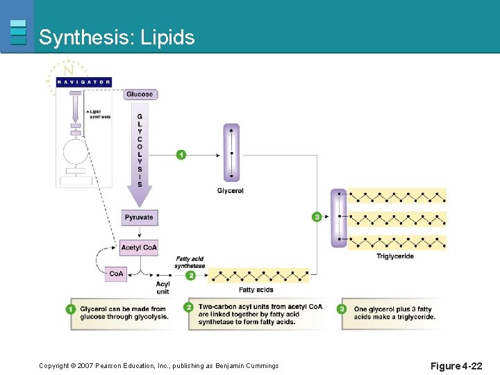 Synthesis: Lipids Copyright © 2007 Pearson Education, Inc. , publishing as Benjamin Cummings Figure