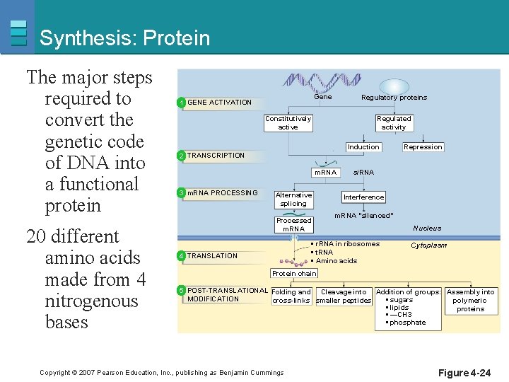 Synthesis: Protein The major steps required to convert the genetic code of DNA into