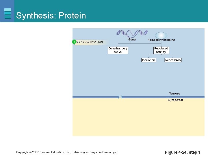 Synthesis: Protein Gene 1 GENE ACTIVATION Constitutively active Regulatory proteins Regulated activity Induction Repression