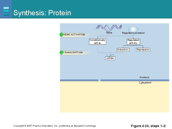 Synthesis: Protein Gene 1 GENE ACTIVATION Constitutively active Regulatory proteins Regulated activity Induction Repression