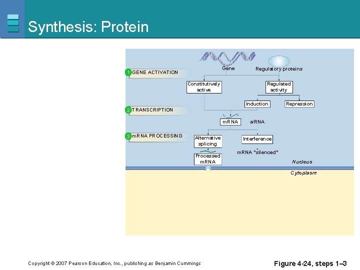 Synthesis: Protein Gene 1 GENE ACTIVATION Regulatory proteins Constitutively active Regulated activity Induction Repression