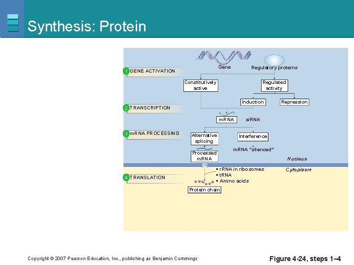 Synthesis: Protein Gene 1 GENE ACTIVATION Regulatory proteins Constitutively active Regulated activity Induction Repression