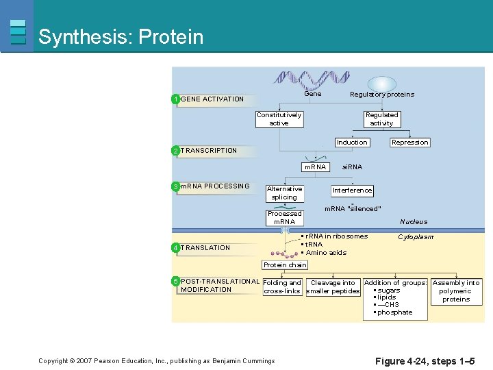 Synthesis: Protein Gene 1 GENE ACTIVATION Regulatory proteins Constitutively active Regulated activity Induction Repression
