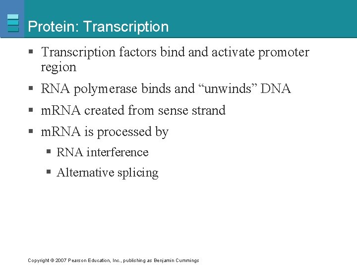 Protein: Transcription § Transcription factors bind activate promoter region § RNA polymerase binds and