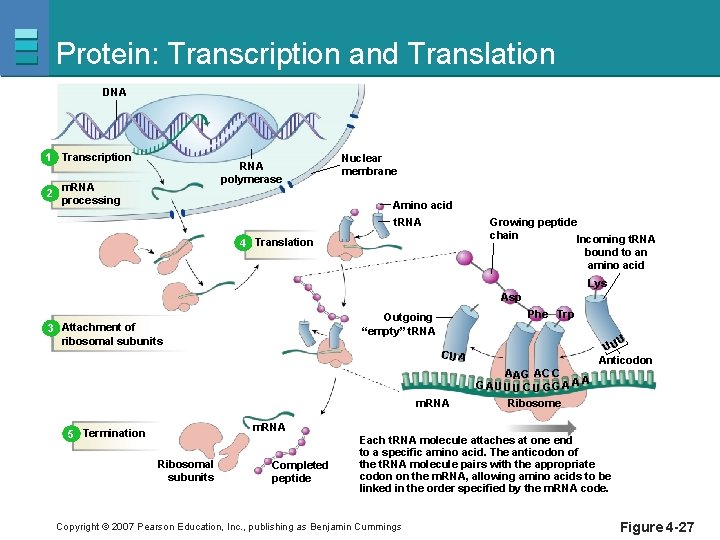 Protein: Transcription and Translation DNA 1 Transcription 2 RNA polymerase m. RNA processing Nuclear