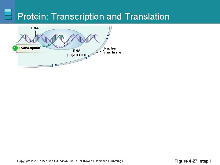 Protein: Transcription and Translation DNA 1 Transcription RNA polymerase Nuclear membrane Copyright © 2007