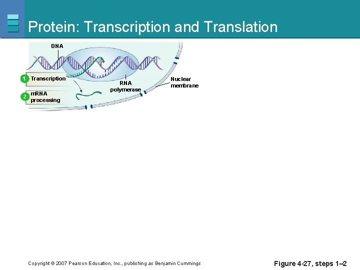 Protein: Transcription and Translation DNA 1 Transcription 2 m. RNA processing RNA polymerase Nuclear