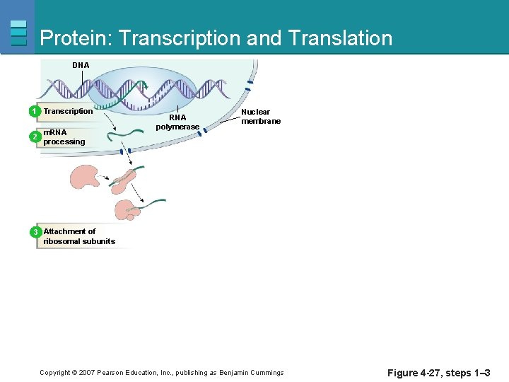 Protein: Transcription and Translation DNA 1 Transcription 2 m. RNA processing RNA polymerase Nuclear