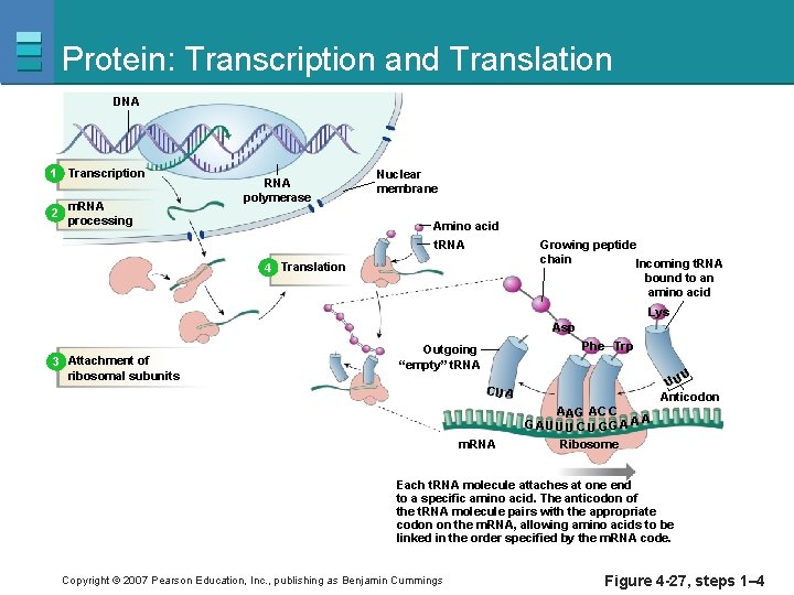 Protein: Transcription and Translation DNA 1 Transcription 2 m. RNA processing RNA polymerase Nuclear