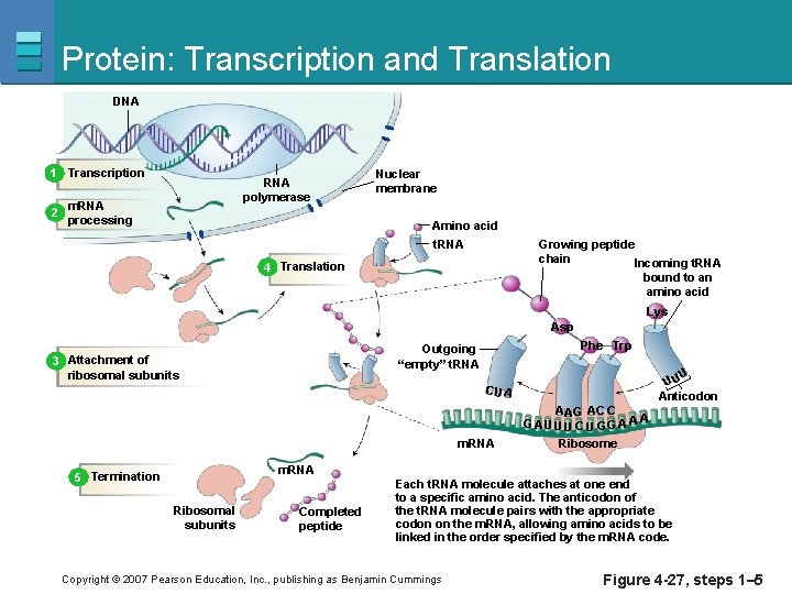 Protein: Transcription and Translation DNA 1 Transcription 2 RNA polymerase m. RNA processing Nuclear