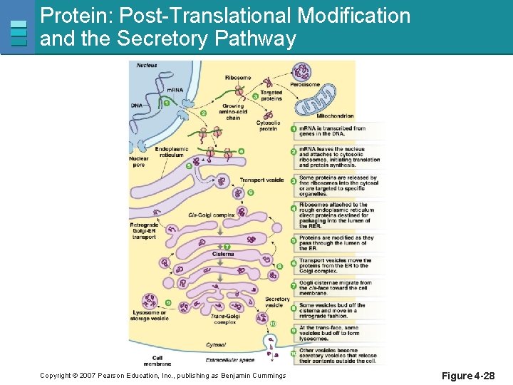 Protein: Post-Translational Modification and the Secretory Pathway Copyright © 2007 Pearson Education, Inc. ,