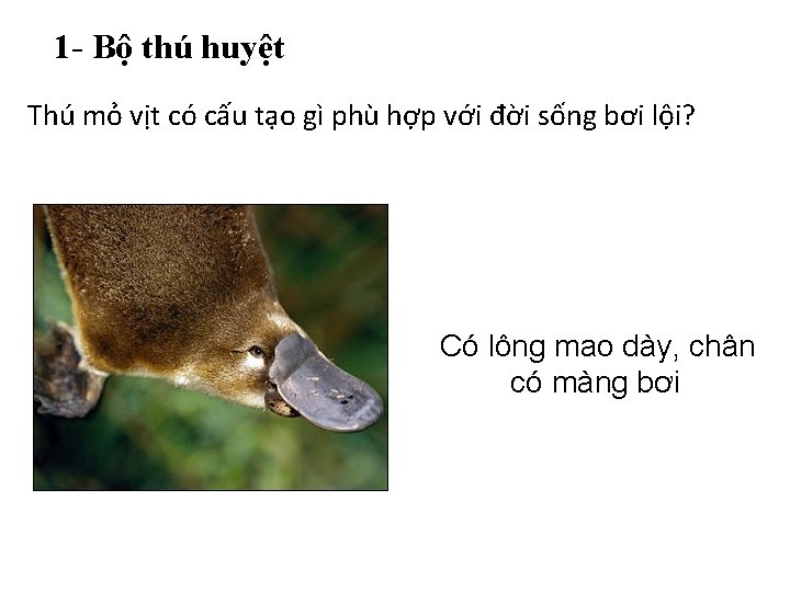 1 - Bộ thú huyệt Thú mỏ vịt có cấu tạo gì phù hợp