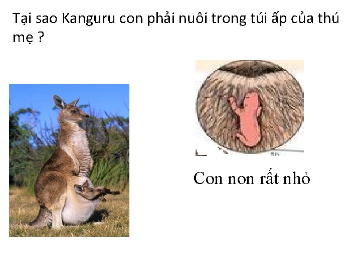 Tại sao Kanguru con phải nuôi trong túi ấp của thú mẹ ? Con